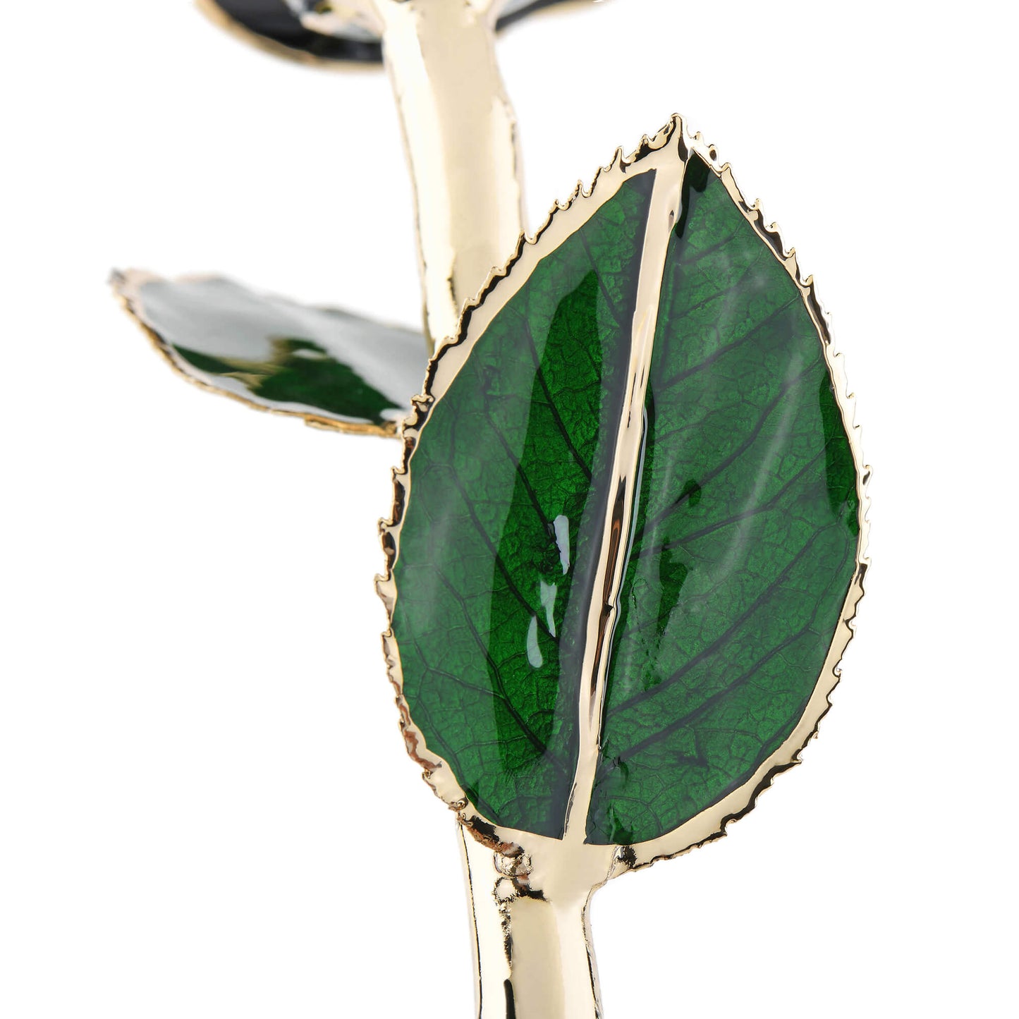 Timeless Rose (Black)