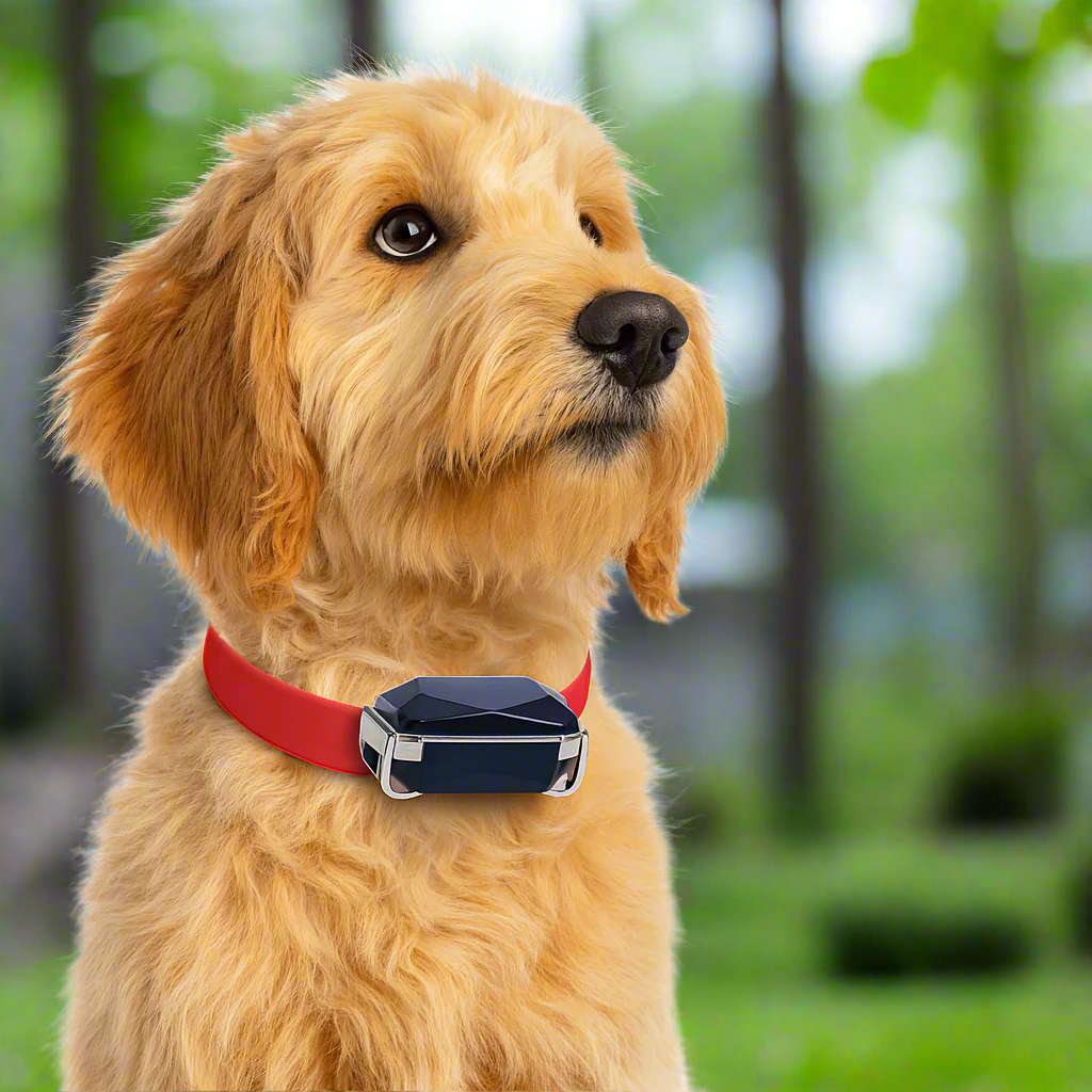 GPS Cat Tracker Collar | Real-Time Location Tracking with Mobile App 2