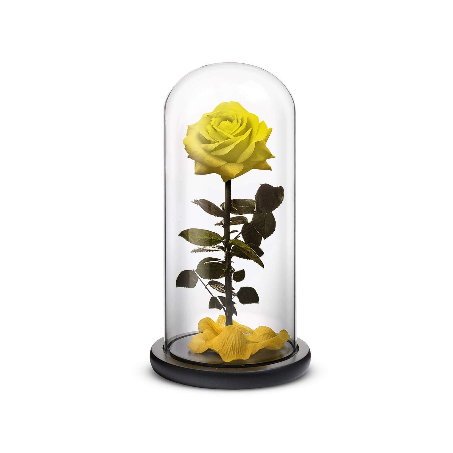 Everlasting Rose (Yellow)