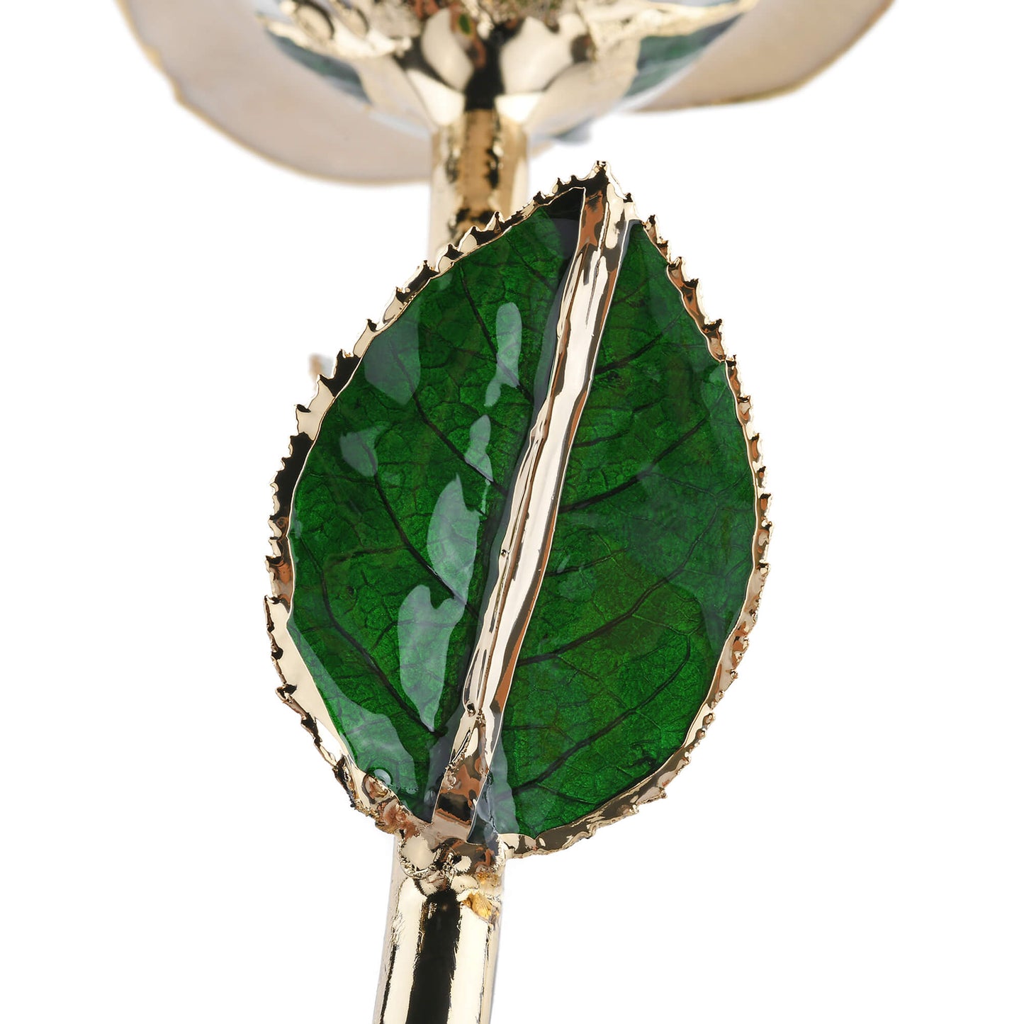 Timeless Rose (White)