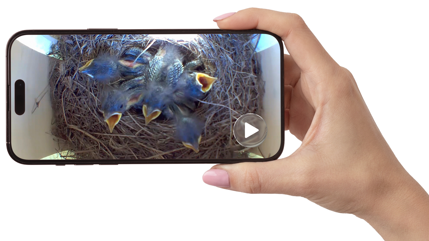 A hand holding a smartphone that displays a video call or live feed of baby birds in a nest, isolated on a white background.