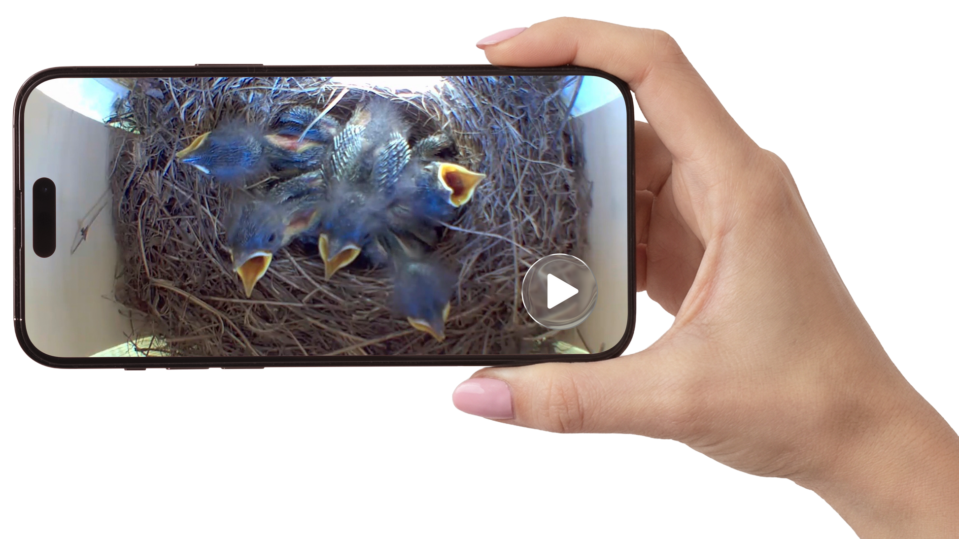 A hand holding a smartphone that displays a video call or live feed of baby birds in a nest, isolated on a white background.