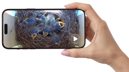A hand holding a smartphone that displays a video call or live feed of baby birds in a nest, isolated on a white background.