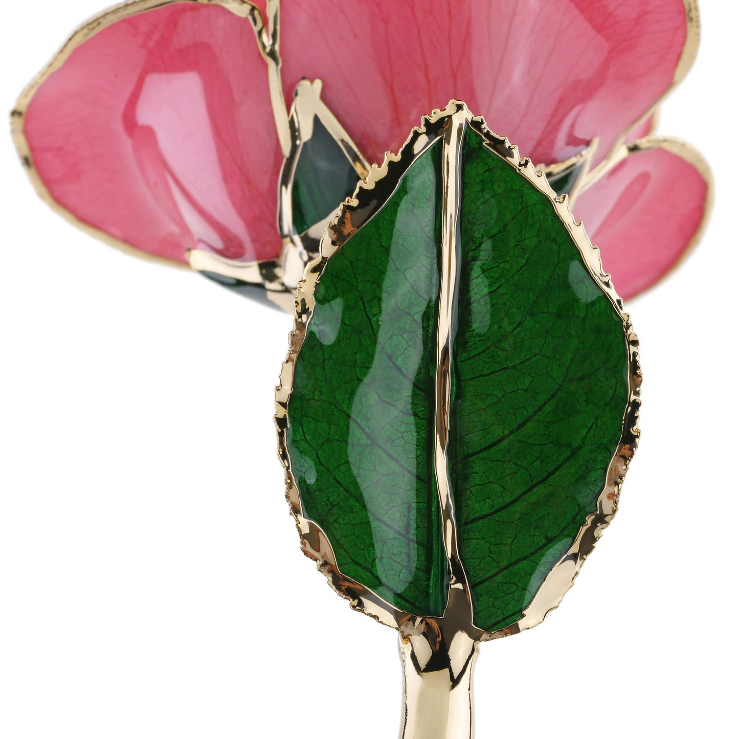 Timeless Rose (Rich Pink)