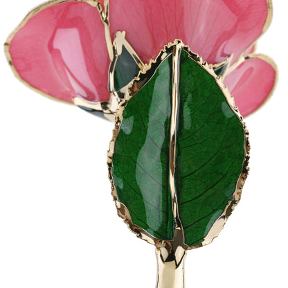 Timeless Rose (Rich Pink)