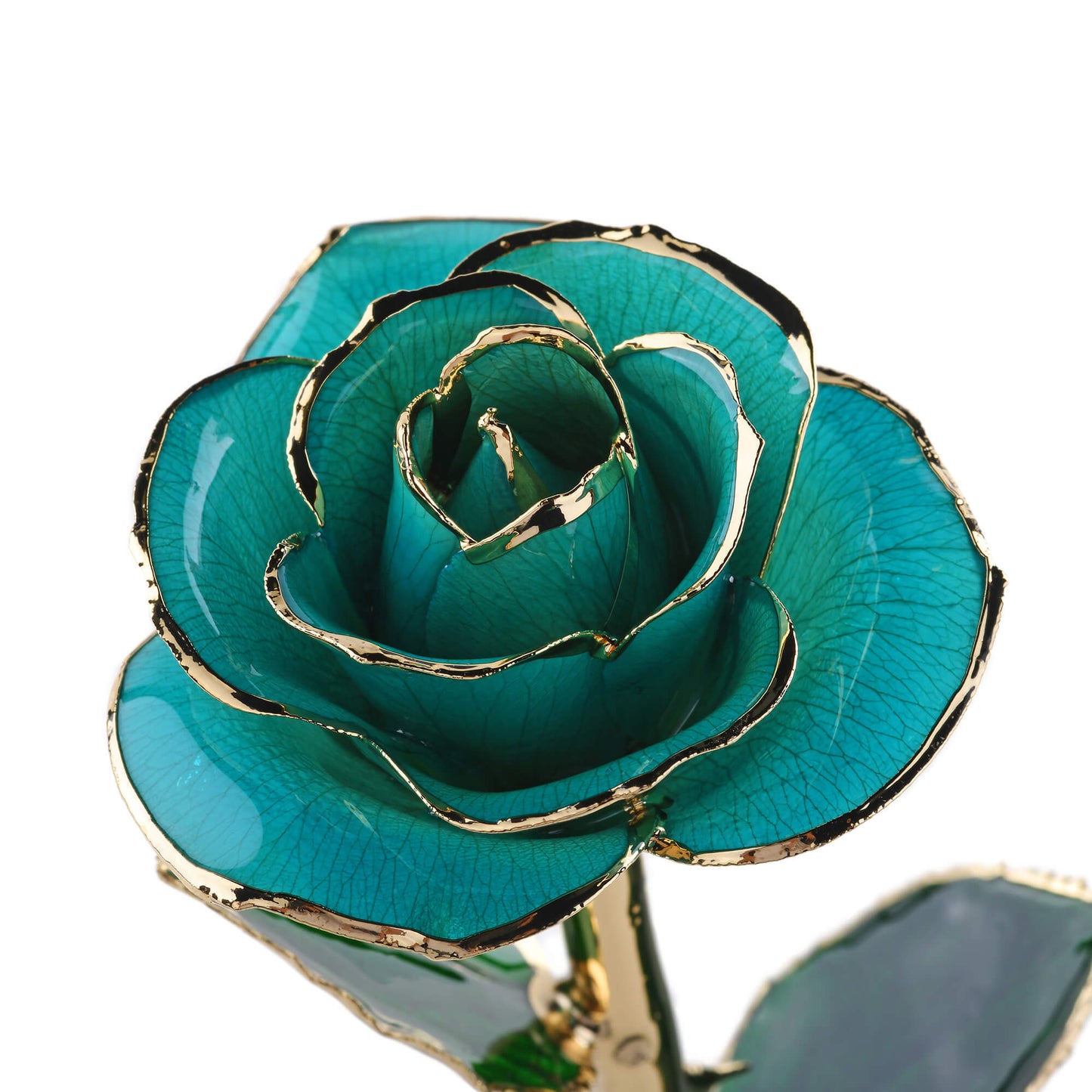 Timeless Rose (Teal)