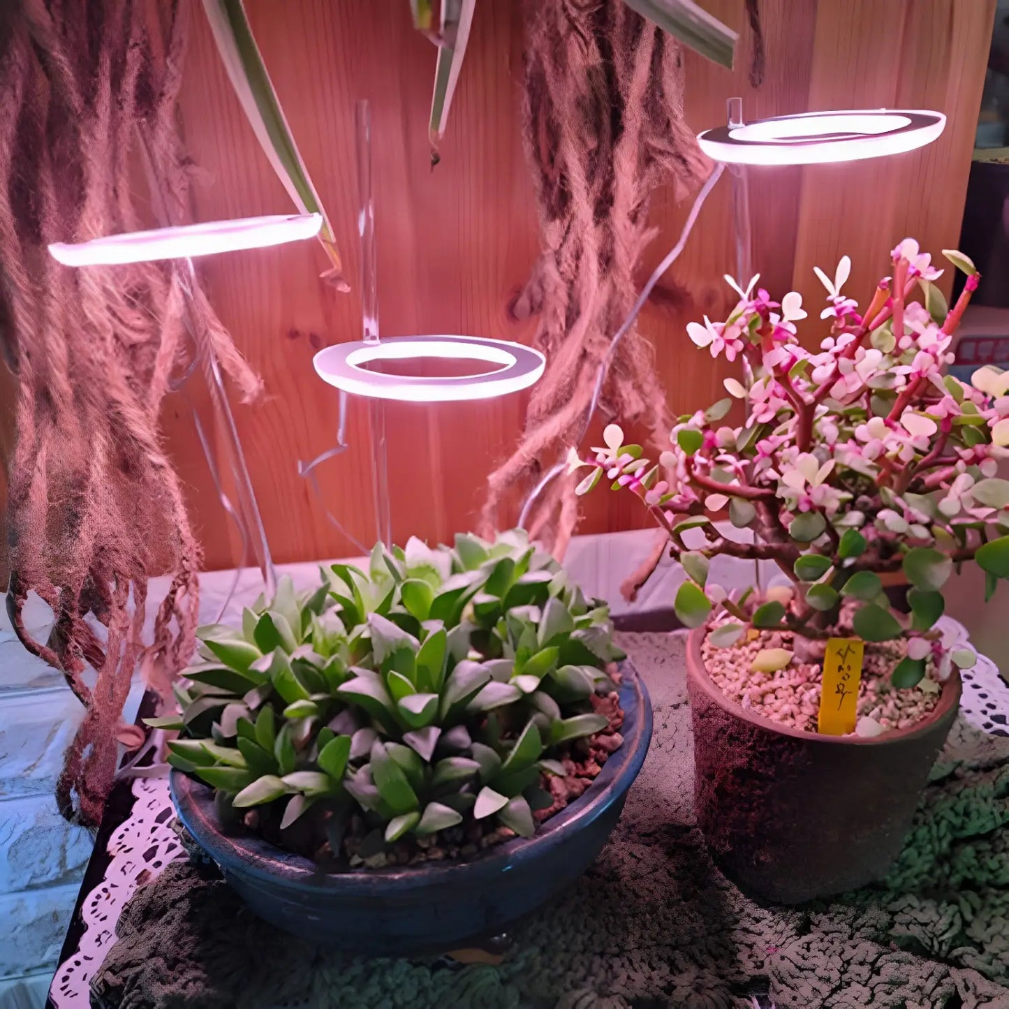 LED växtlampa fullspektrum ängelring USB-lampa för inomhusväxter
